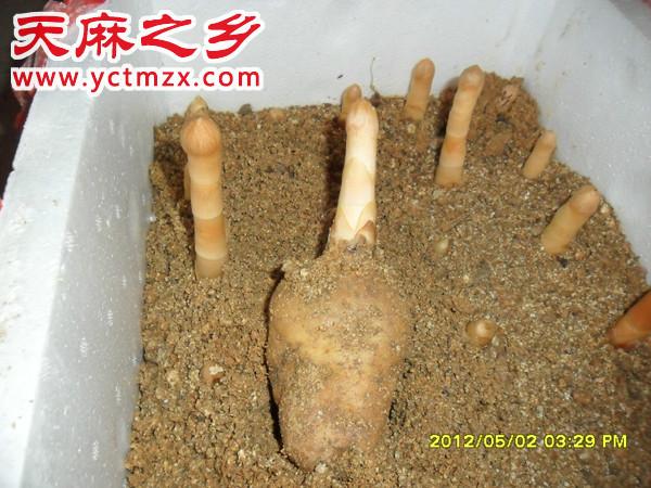 安徽宣城六安滁州天麻种植基地供应种植的乌红杂交天麻种子