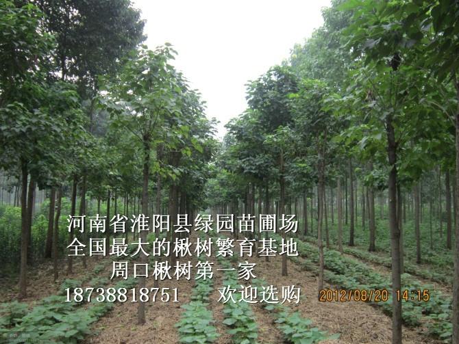 供应1-25公分楸树，梓树，北海道黄杨。价格最优图片