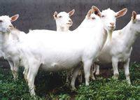 供应顺牧牧业供应黑山羊白山羊亚洲黄羊图片