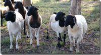 供应用于养殖的黑头杜泊绵羊生长周期短抗逆性强