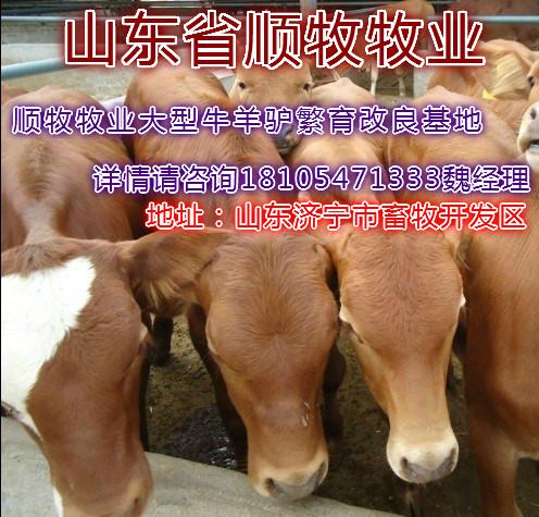 供应用于养殖的杂交肉牛的品种与纯种牛种的区别图片