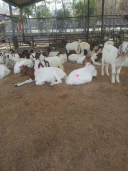 供应用于养殖的育肥羊的不同阶段如何养山东顺牧图片