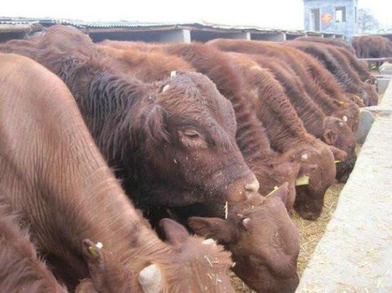 供应用于养殖的各种改良育肥肉牛犊图片
