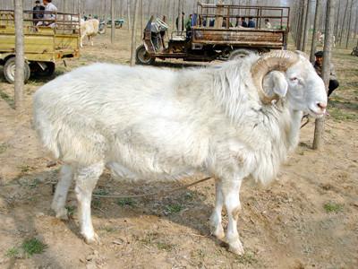 供应用于养殖的山东最大的肉羊养殖场顺牧牧业