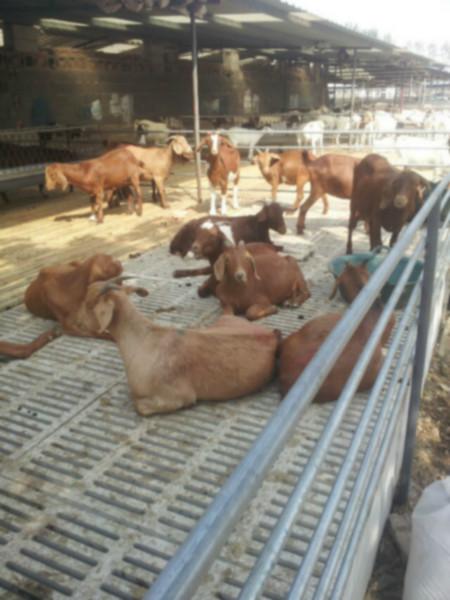 济宁市肉羊的繁殖技术及喂养方法厂家