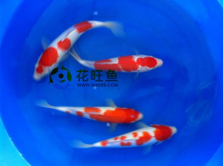供应花旺鱼出售纯种日本锦鲤20-25cm锦鲤鱼 观赏鱼锦鲤批发