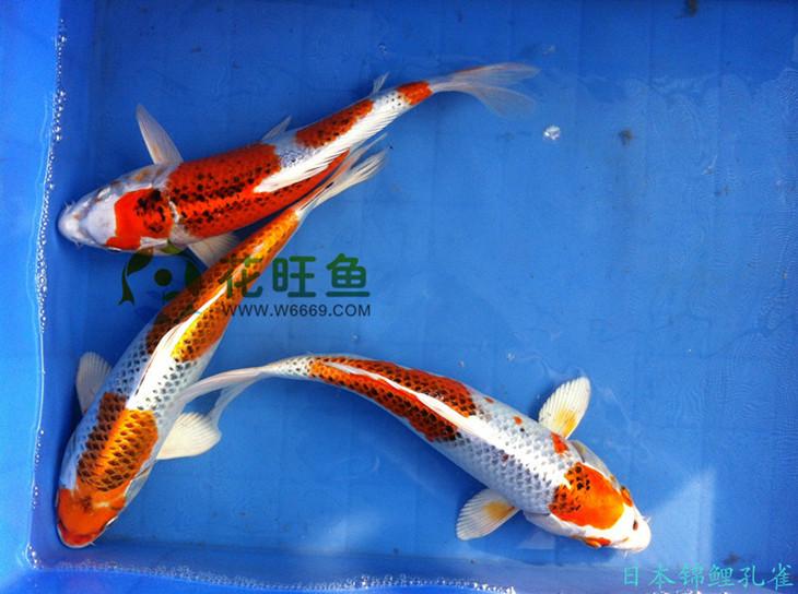 观赏鱼日本锦鲤风水鱼养殖怎么处理批发