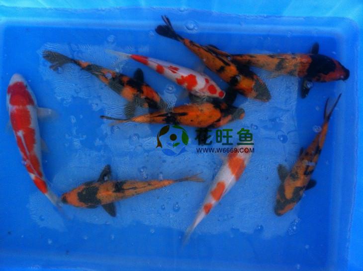 淡水鱼纯种锦鲤红白白写销售