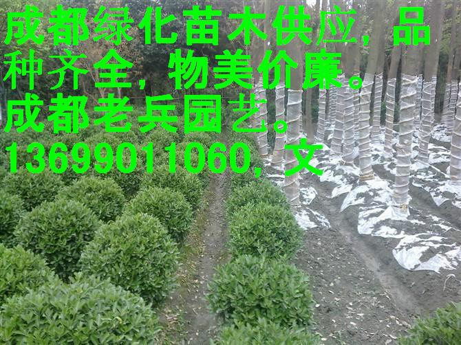 成都市绿化工程用苗厂家供应绿化工程用苗 成都苗木基地 成都园林公司 成都苗木基地