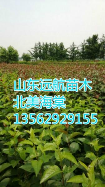 规格（粗0.5-4cm）冬红海棠(长寿果）成苗，芽苗，根接苗低价出售