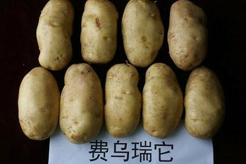 供应马铃薯种子土豆种子