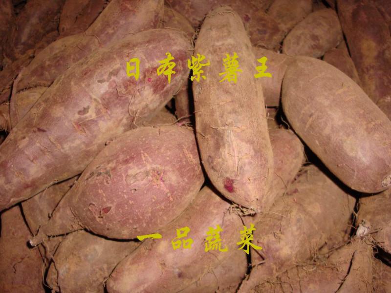 供应紫色红薯品种紫色甘薯品种