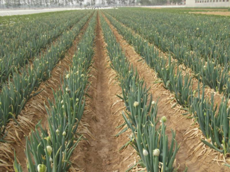 供应农科院一级大葱种子中华巨葱种子春季预定