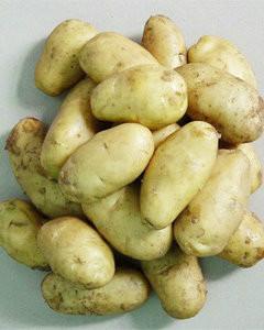 脱毒马铃薯种子供应脱毒马铃薯种子