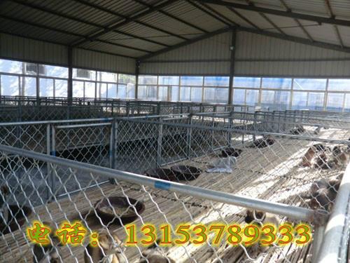 供应青海肉狗养殖基地青海肉狗品种青海哪里有肉狗养殖场