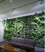 供应呼和浩特室内绿化，呼和浩特室内绿化植物墙