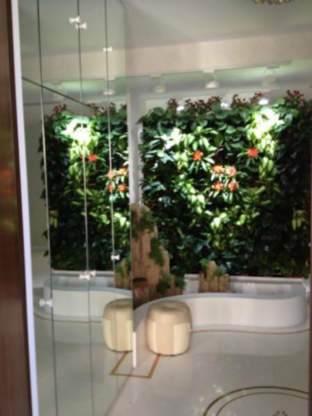 供应长沙真实植物墙公司安装设计，长沙室内垂直绿化墙施工厂家图片