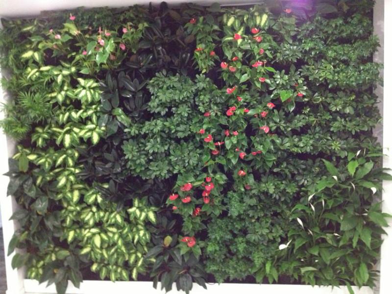 供应室内植物墙厂家，室内植物墙安装，室内植物墙设计