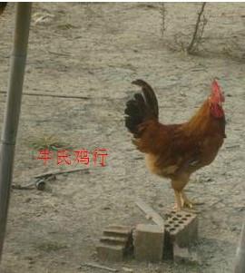 熊寨哪里有卖肉鸡鸡苗的，牛氏鸡行20余年养鸡经验常年供应大小鸡0图片