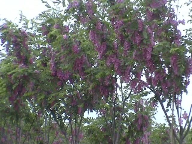 西安市西北香花槐基地最低价出售厂家