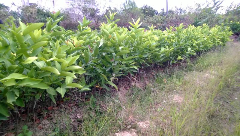 供应柳州莲雾苗，柳州莲雾苗大量供应，柳州莲雾苗种植园