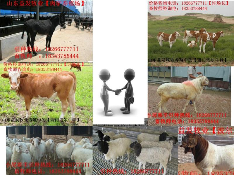 养牛哪里的牛价格厂家便宜肉牛养殖图片