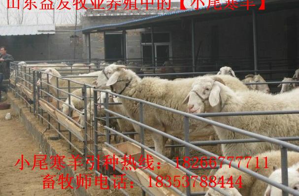 济宁市波尔山羊品种怎么样厂家