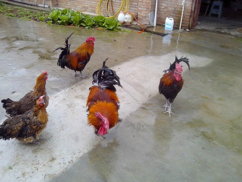 供应普安县土鸡，普安县土鸡养殖场，普安县土鸡孵化场，