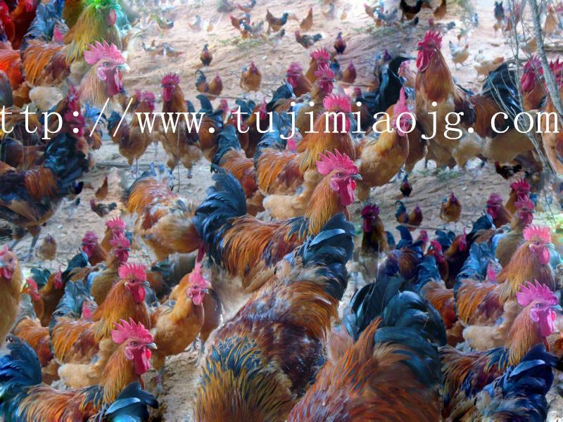 供应黔东南土鸡品种，铜仁生态土鸡，铜仁散养土鸡养殖技术，图片