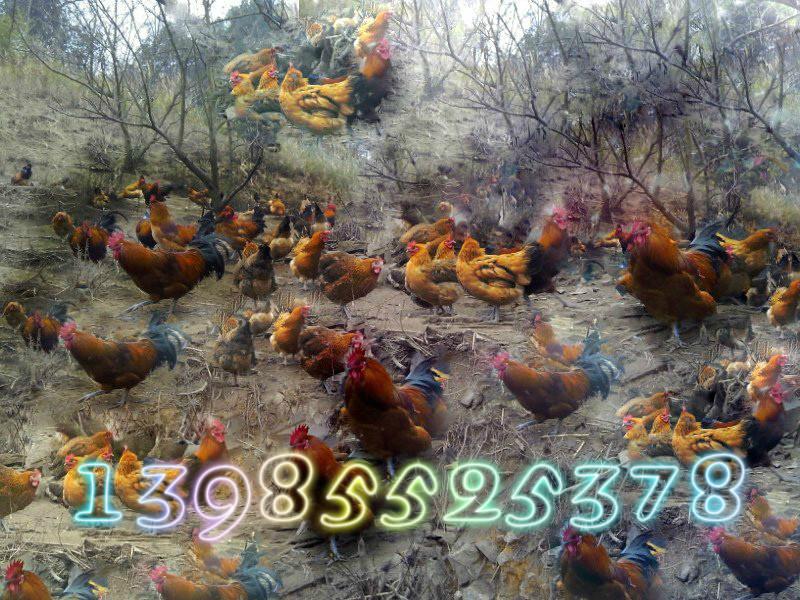 贵州生态土鸡养殖批发