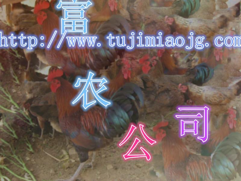 供应从江县土鸡养殖，从江县土鸡批发，从江县散养土鸡，