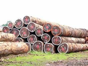 供应木材进口清关，加拿大木材进口,哥伦比亚木材包税进口清关图片