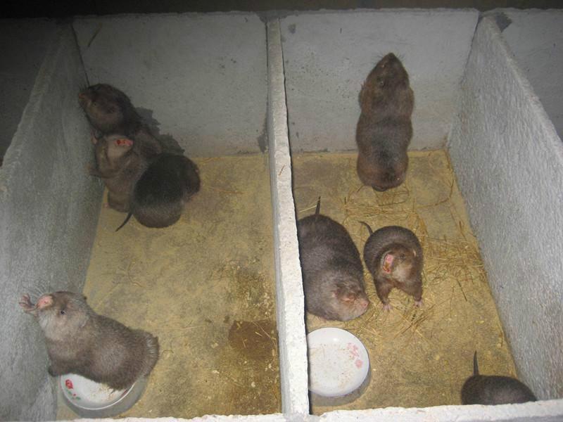 供应竹鼠种苗养殖，竹鼠种苗养殖专家，竹鼠种苗养殖批发