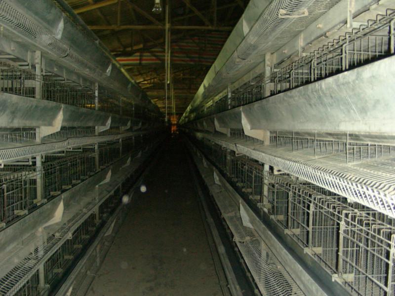 9LCD-4240A层叠式蛋鸡饲养设备批发