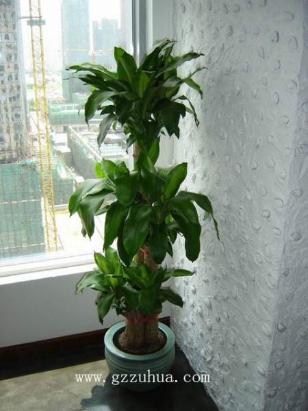 室内绿化植物出租 广州租花服务， 巴西木销售，巴西木室内盆栽租摆图片