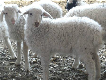 小尾寒羊养殖利润；小尾寒羊养殖场