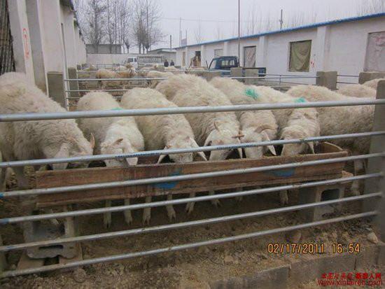 济宁市小尾寒羊多少钱一只厂家