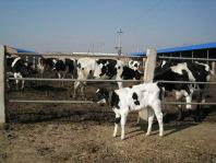出售西门塔尔牛公牛母牛都有价格不批发