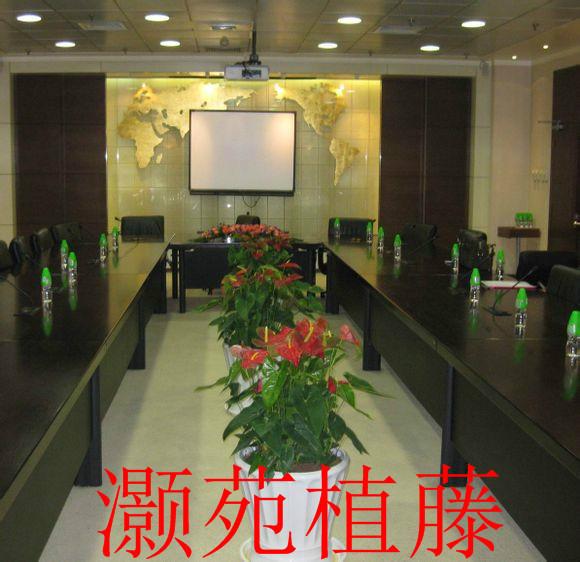 北京绿植租赁 北京绿植租摆 北京绿植公司