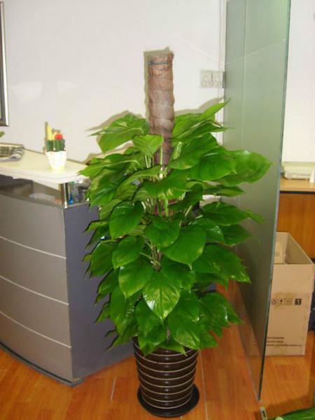 室内盆栽植物养护价格 室内盆栽植物养护服务 室内盆栽植物养护公司