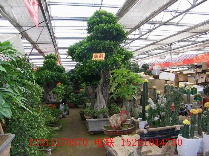 北京绿植批发市场