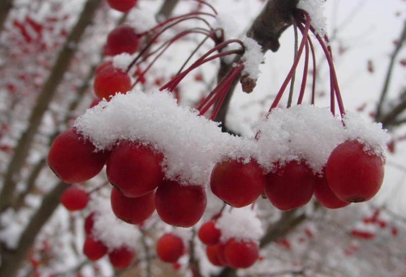 冬红海棠苗