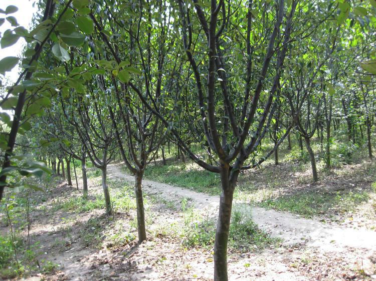 供应山东木瓜苗木基地1--8公分木瓜树图片