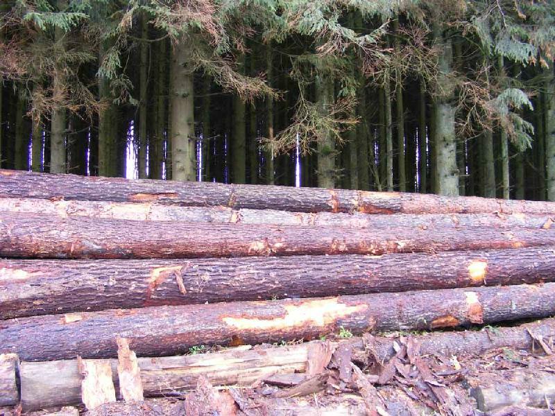 北美原木进口手续批发