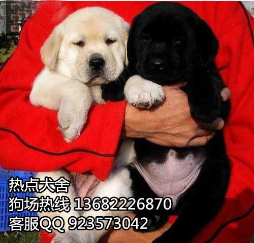 广州海珠区哪里买狗好 广州海珠区有卖拉布拉多犬