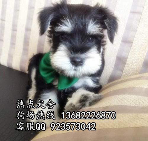 广州海珠区哪里有卖雪纳瑞犬 雪纳瑞犬多少钱一只才可能买到