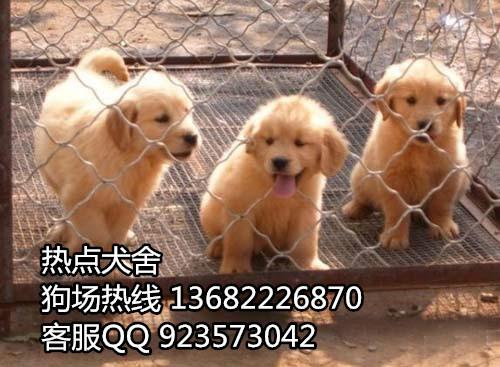 供应信誉好狗场繁殖纯种金毛幼犬广州哪里买狗比较放心