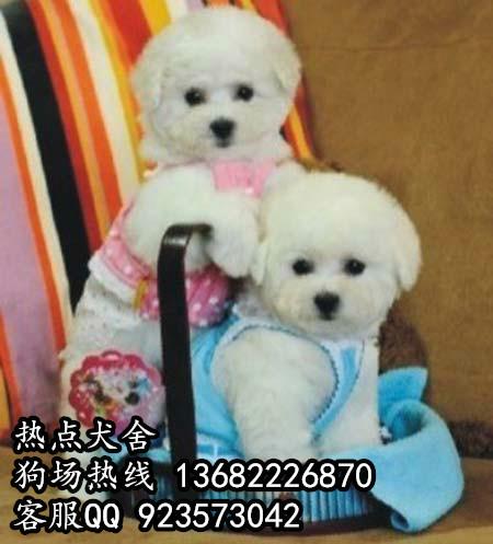 广州比熊犬价钱多少广州哪里可以买到纯种比熊犬