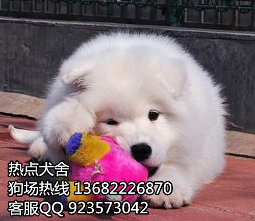 广州哪里有卖纯种萨摩耶 广州买狗热点狗场