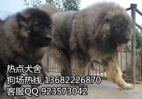 供应广州高加索幼犬狼青色高加索胡幼犬出售 广州买高加索到哪里好